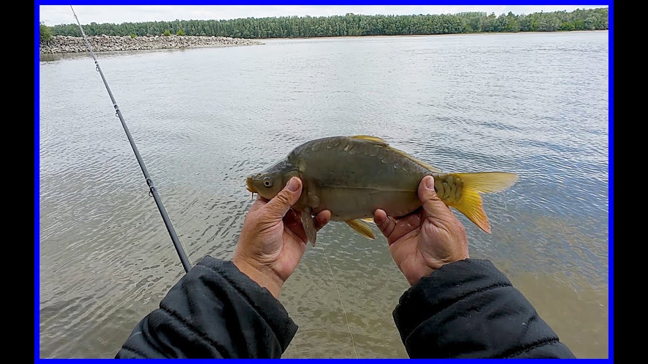 Dunai horgászat a kövezésnél. Pontyok és paduc .Korum 3K Allrounder 1.5Lb és Dunay Carp teszt peca.