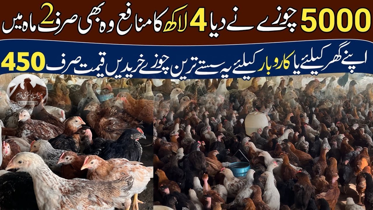 Desi Chicks Poultry Farm In Pakistan | How To Start Desi Chicks Poultry Farming | 03413949172