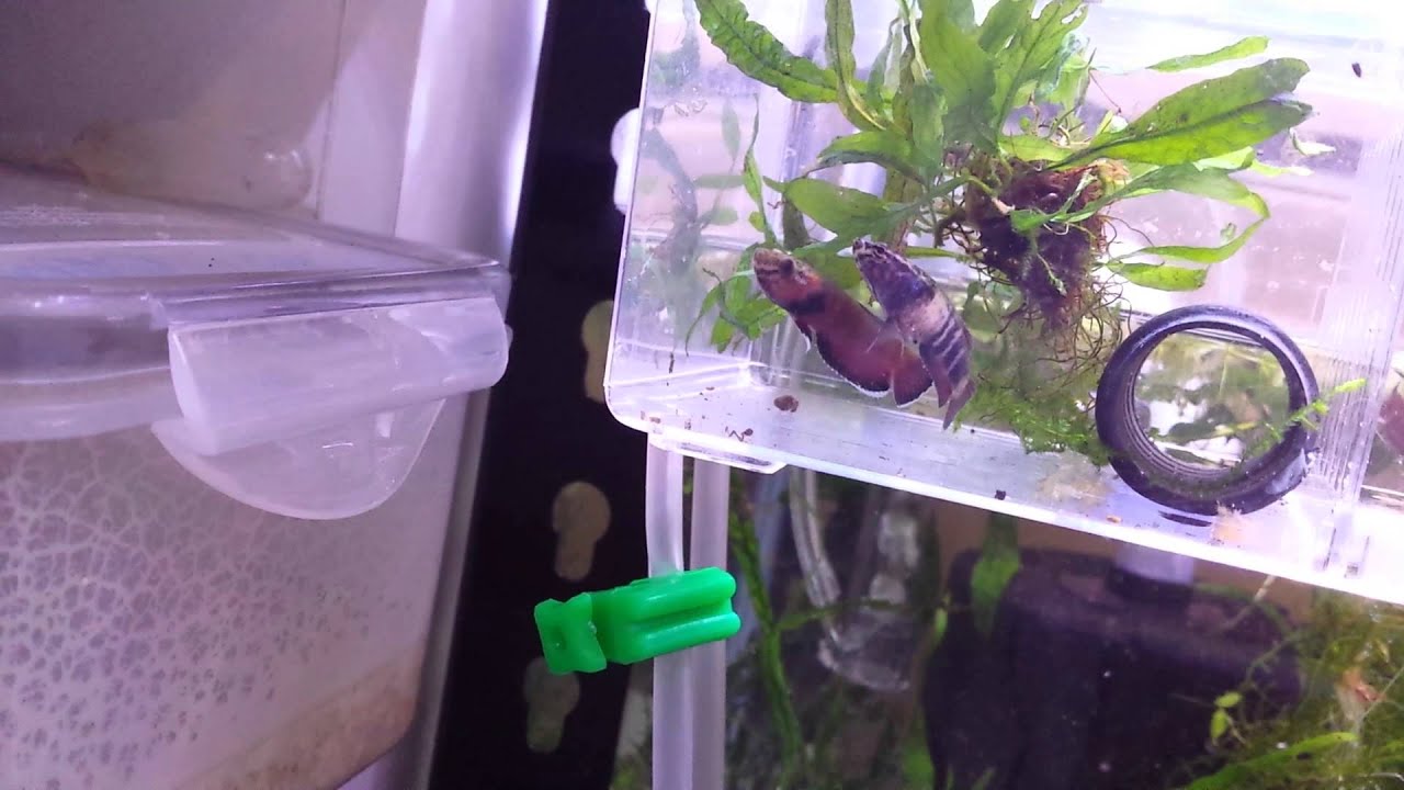 Betta channoides breeding