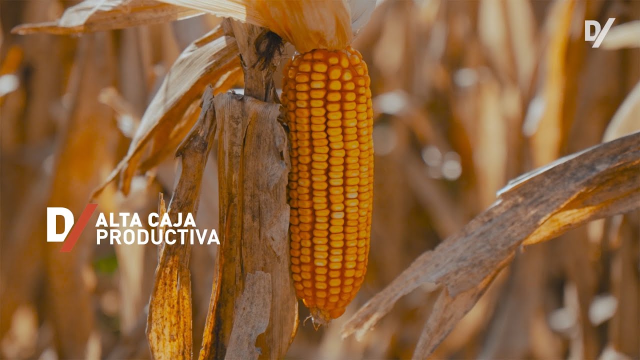 Dekalb Rinde DKB 260 PRO4 y DKB 255 PRO 4 - Junior Smith