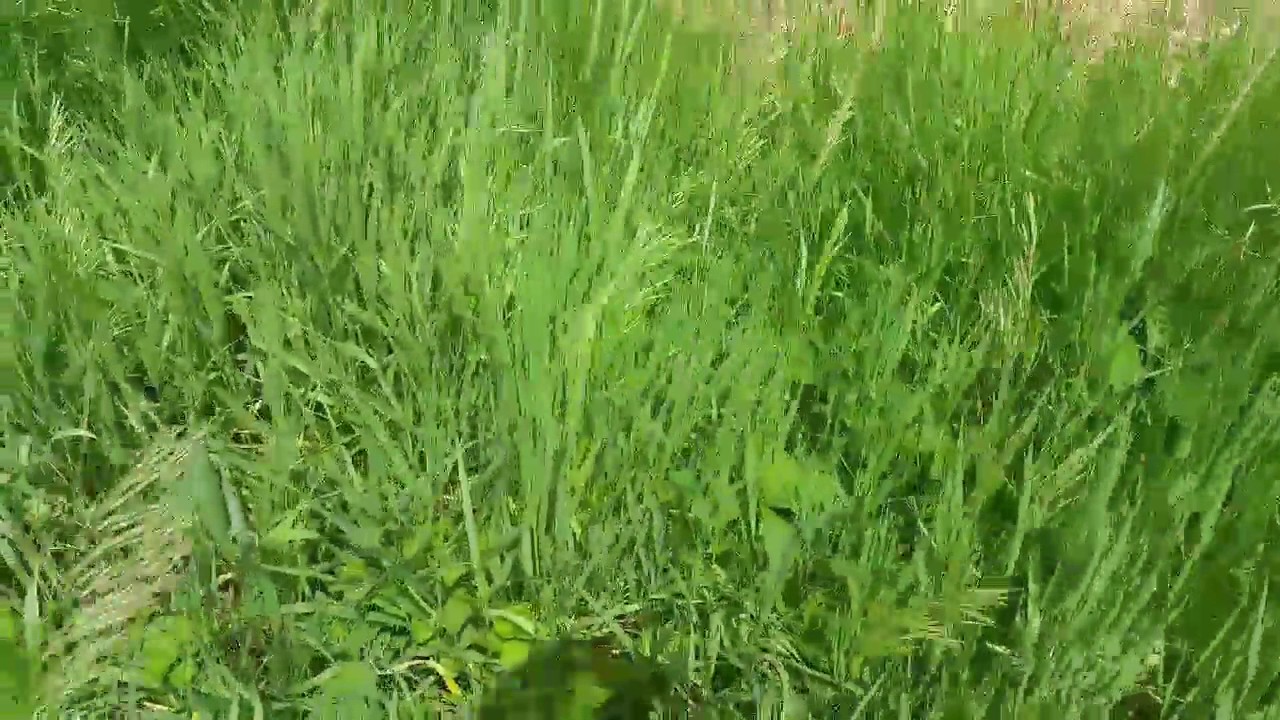Hunting wild asparagus and cooking