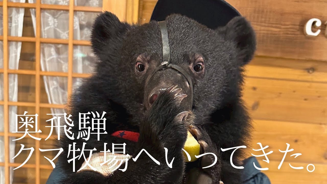 飛騨のクマ牧場へ行ってきました。