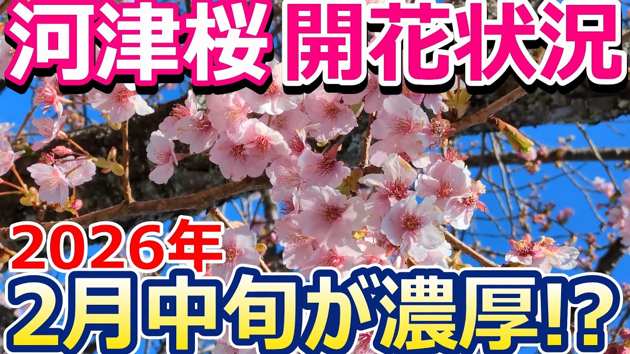 【河津桜】満開は2月中旬が濃厚!?開花状況の続報です。