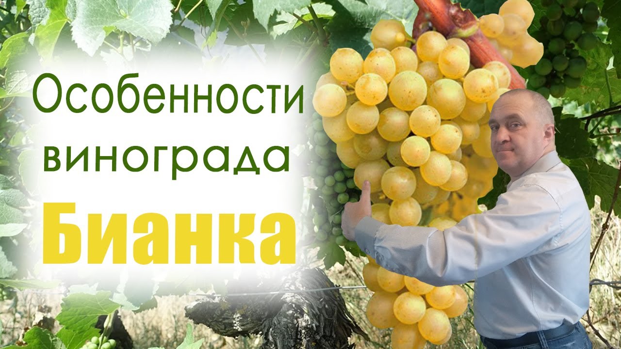 Особенности сорта винограда БИАНКА