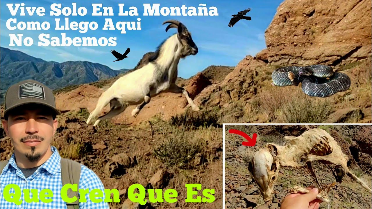 Visitando El Chivito Que Vive Solo En La Montaña