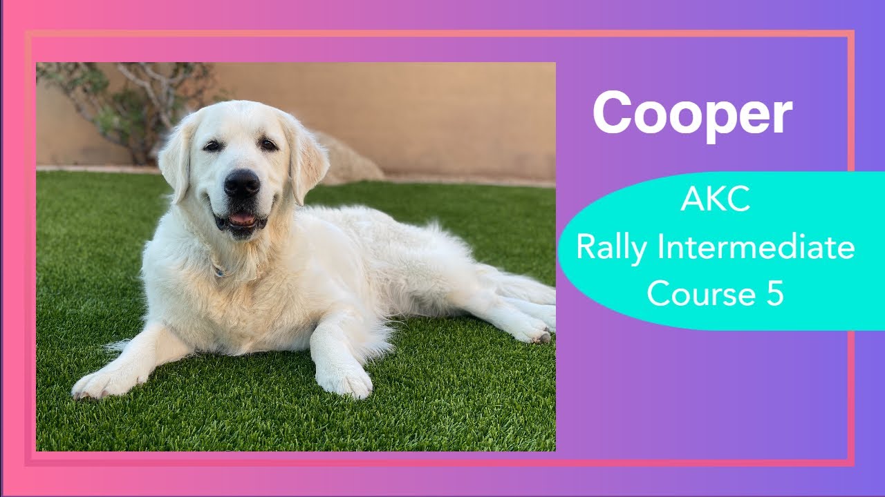 AKC - Rally Intermediate Course 5 - Cooper