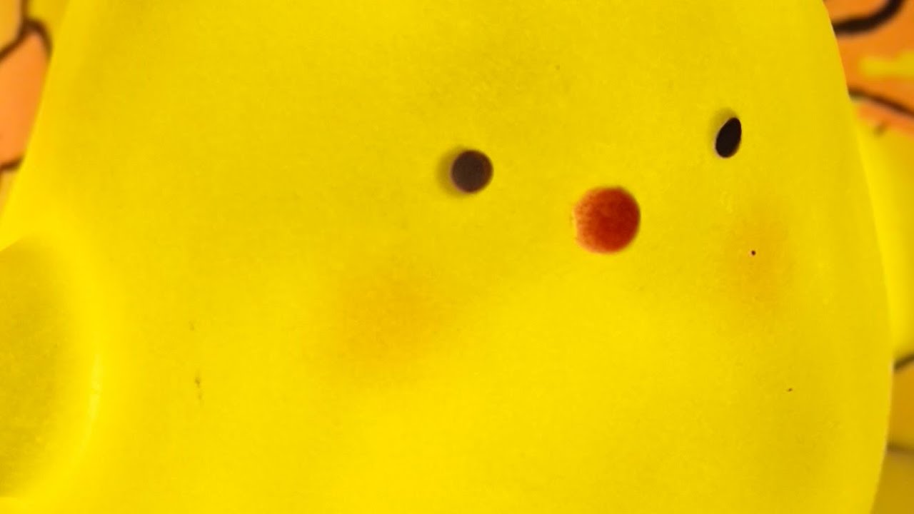 Nisa Eden is live! with worm zone special 😃‼️