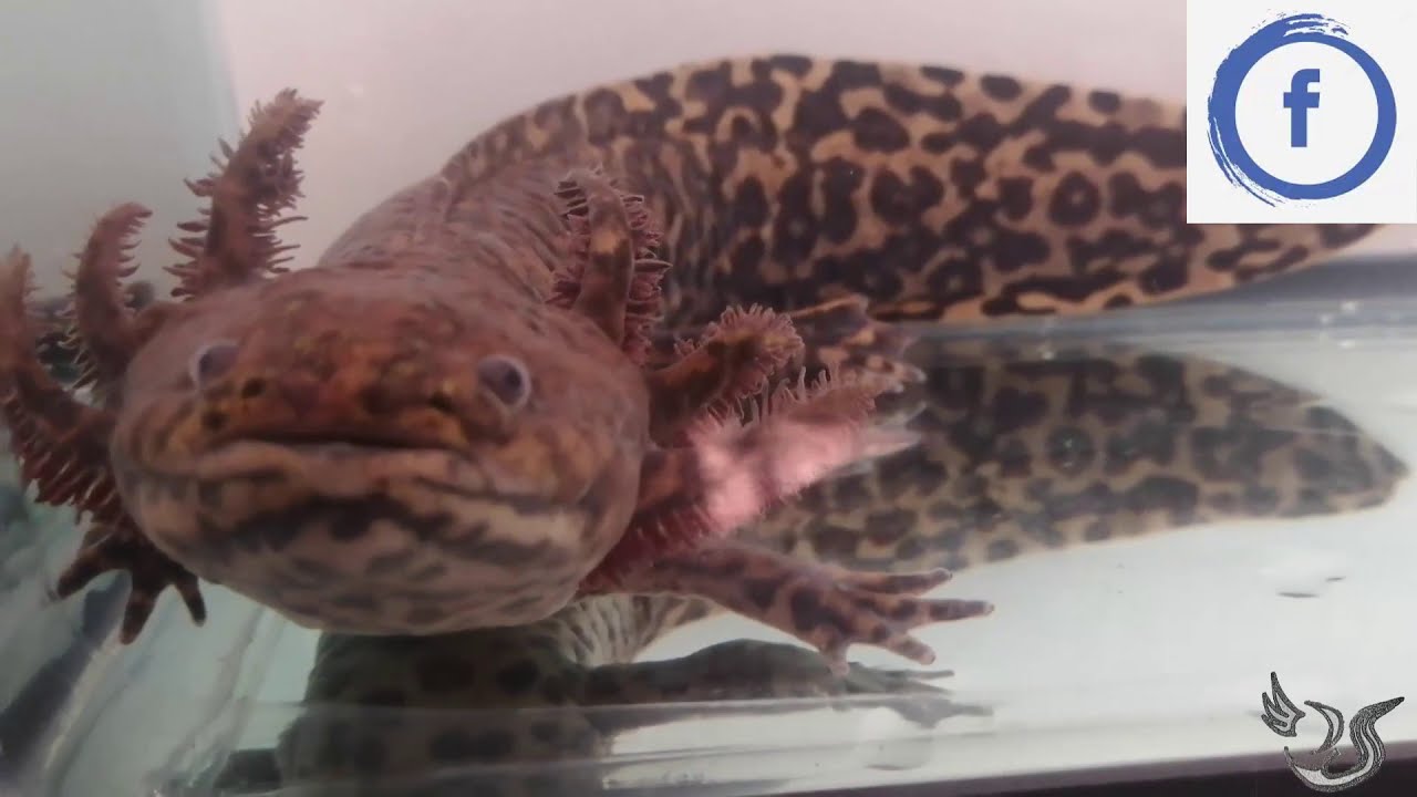 AJOLOTE JAGUAR, AMBYSTOMA ANDERSONI, AJOLOTE DE ZACAPU