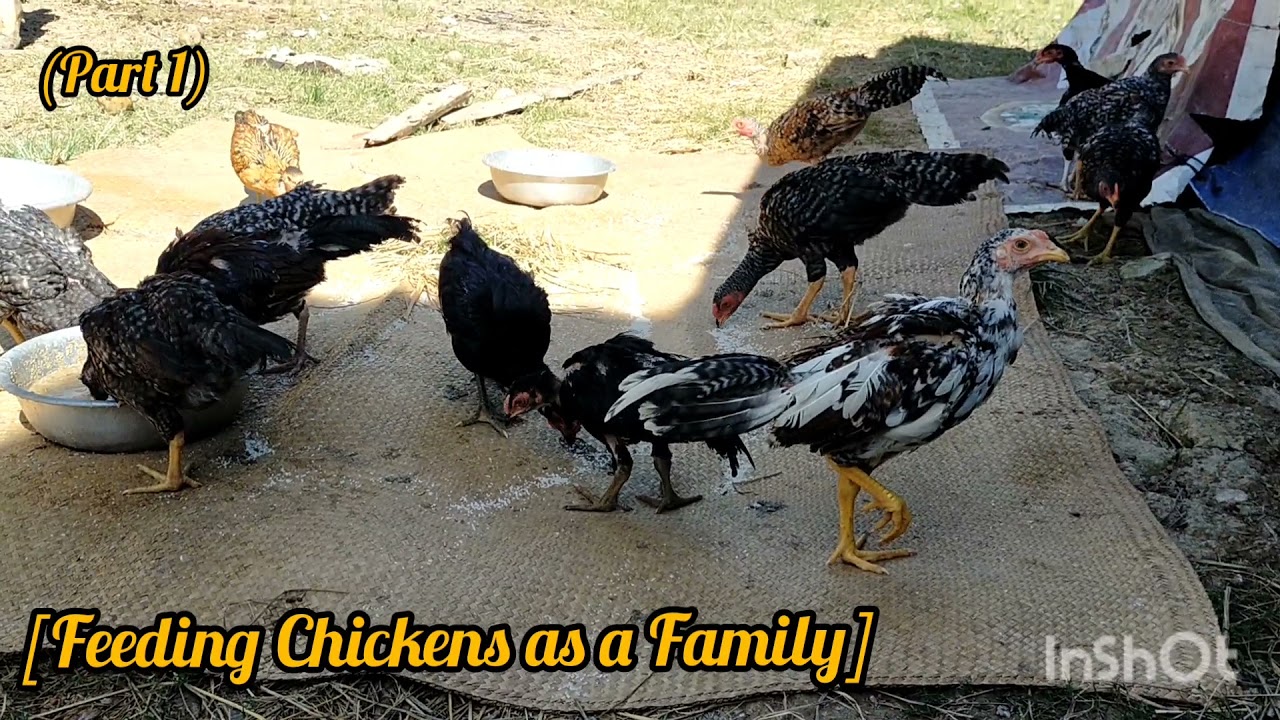 Feeding Chickens as a Family [Cambodian Countryside Lifestyle]