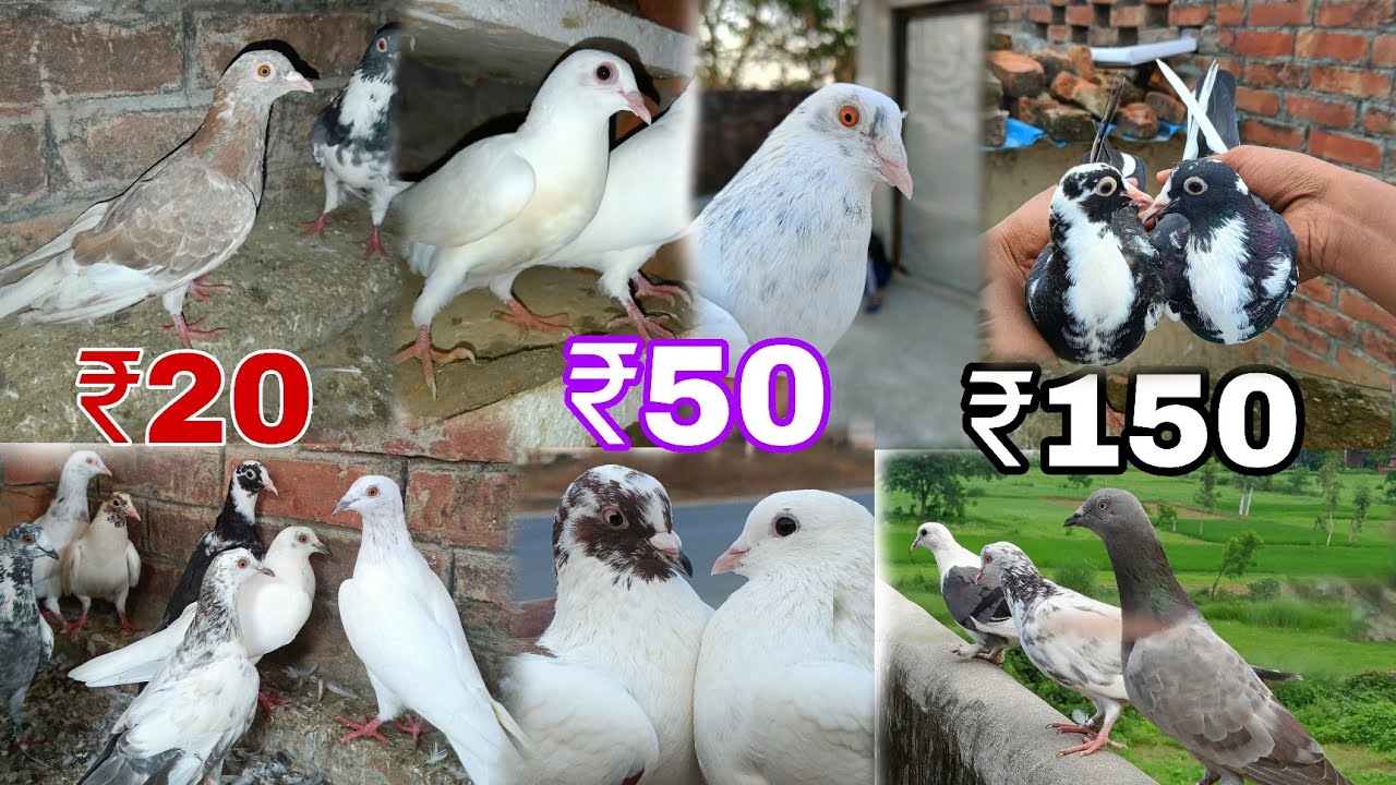 सभी कबूतर को बेच रहे हैं 🕊️😊 || ₹150 || Real 101% || Azamgarh and Mau || 📍🤌 