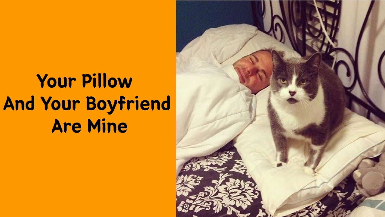50 Hilarious Photos That Prove Cats Are The Biggest Jerks 2/2 - Funny cat