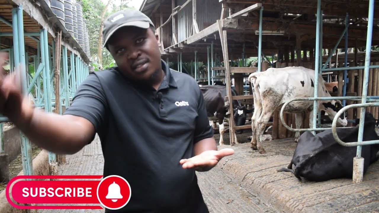 what it takes to produce 1000 litres of milk