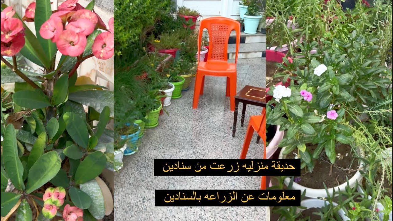 حديقة منزليه عباره عن مجموعه من سنادين تعالوا نتعرف على الزراعه بالسنادين