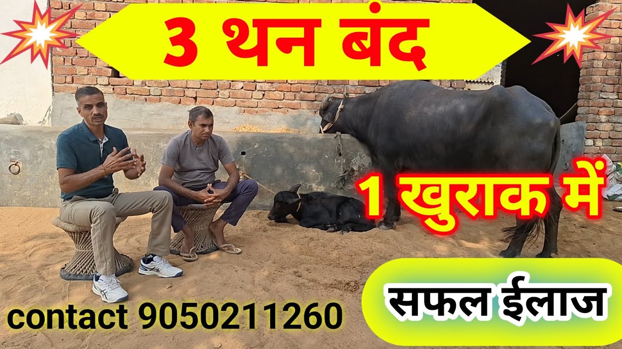 गाय-भैस के बंद थन का ईलाज #भैंस के बंद थनों का ईलाज कैसे करें ।# farming #animals #murrah #cattle 💯.