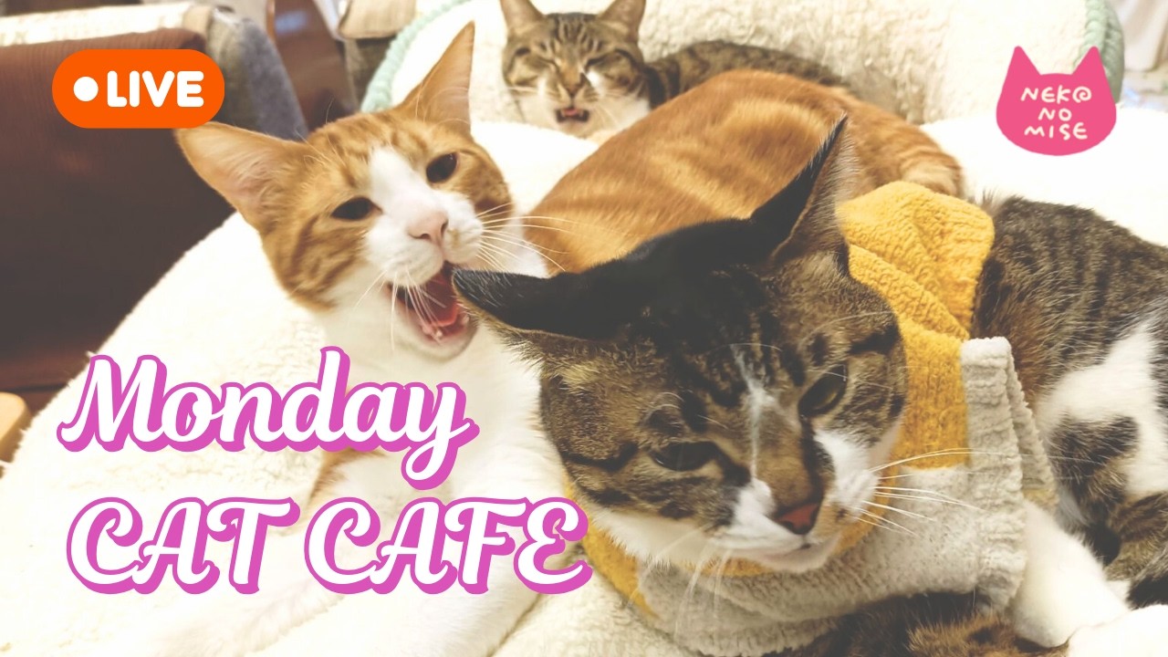 【深夜の作業用】閉店後の猫カフェ☕静かな9時間を見守るライブ🐱1カメ｜2026.3.16