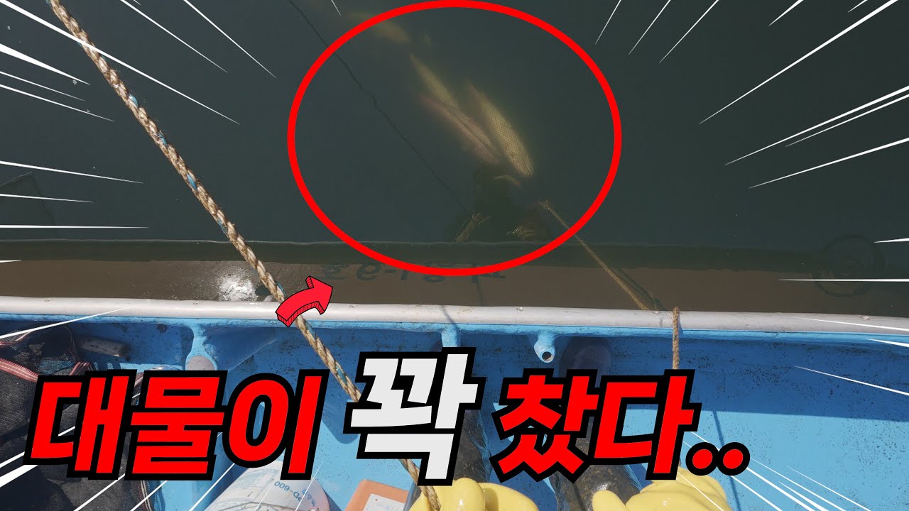 한파로 인해서 묵혀있던 삼각망을 봤더니 대물이 떼로 들어와 있네요!