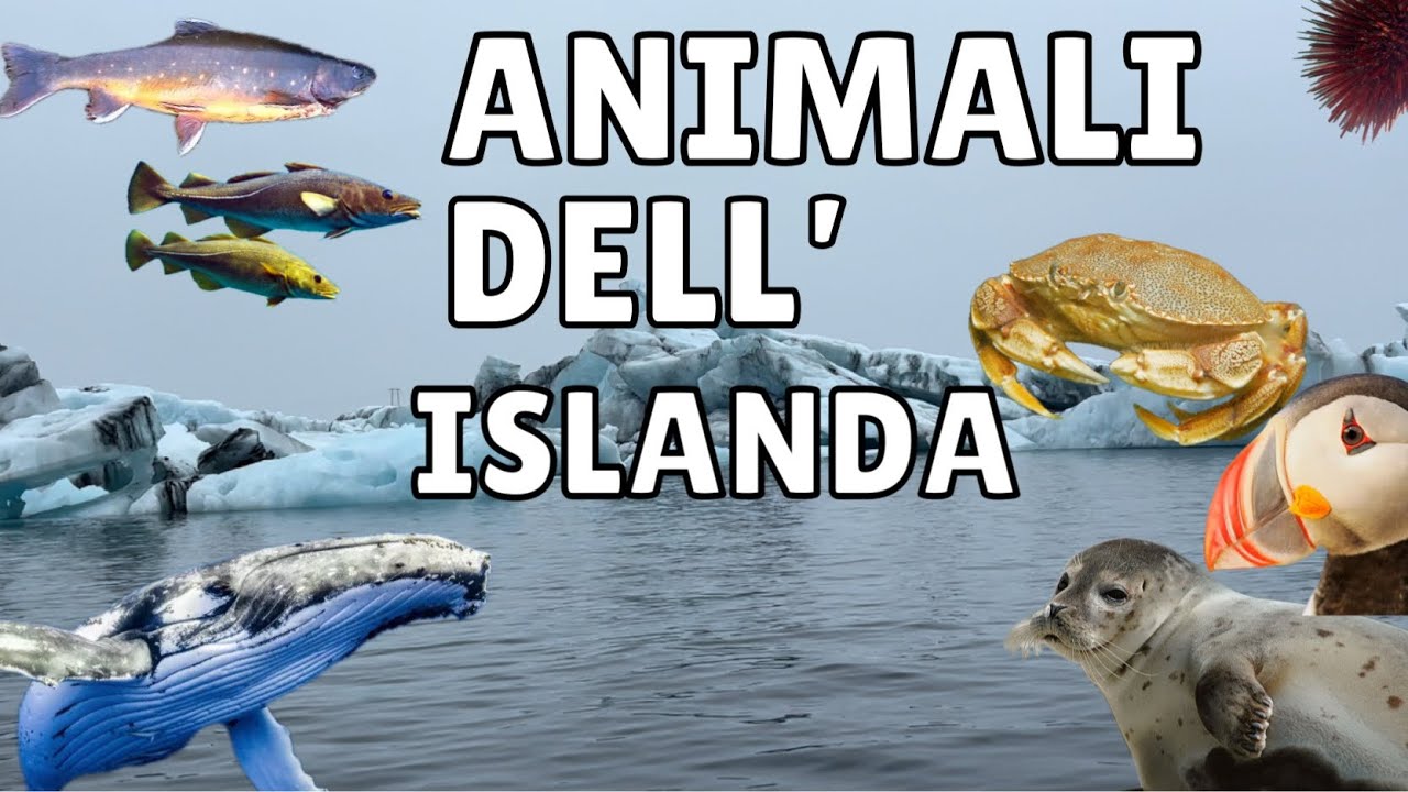 Ho cercato Animali in Islanda per 11 giorni