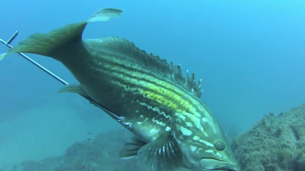 🔱Ψαροντούφεκο με όμορφα θηράματα🔱Spearfishing Sakis Tsonis🔱