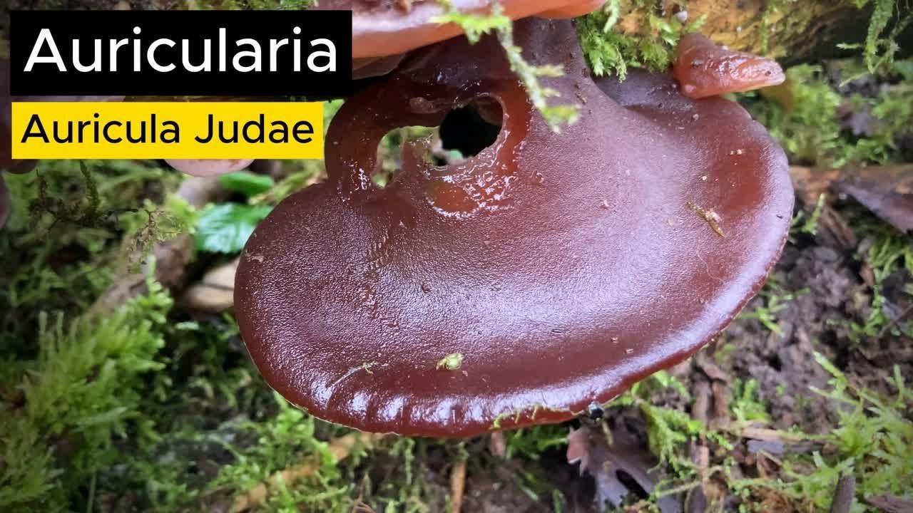 Il fungo con il nome di Giuda (e il motivo è reale)