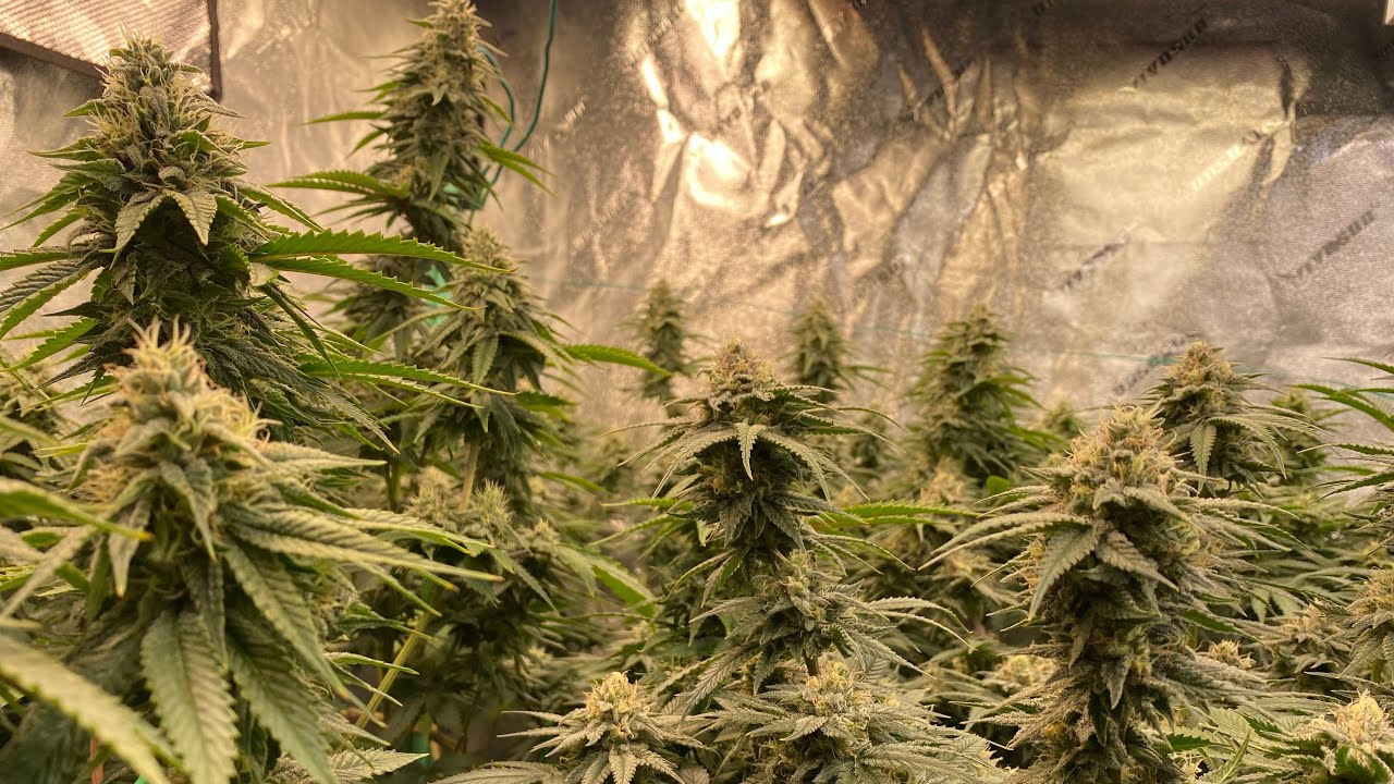 D38F Barney&rsquo;s Farm & DNA Genetics Grow. Dosi, Orange Sherb, Holy Grail Kush, Blue Gelato