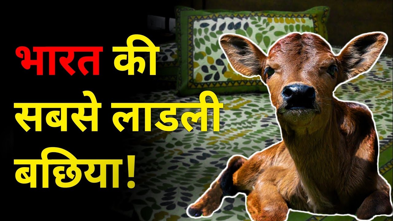 यह लाडली बछिया सबसे बदकिस्मत भी है!😢 | Story of the most pampered yet an unfortunate calf!