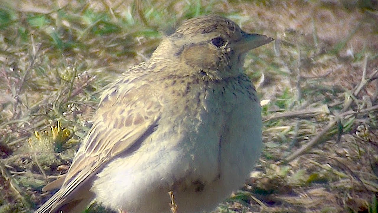 Lesser Short-toed Lark (Calandrella rufescens, pikkukiuru) 17.6.2019 Karhuluoto, Pori, W Finland