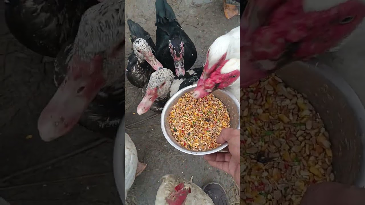 Имронбек индийский урдак бизнес
