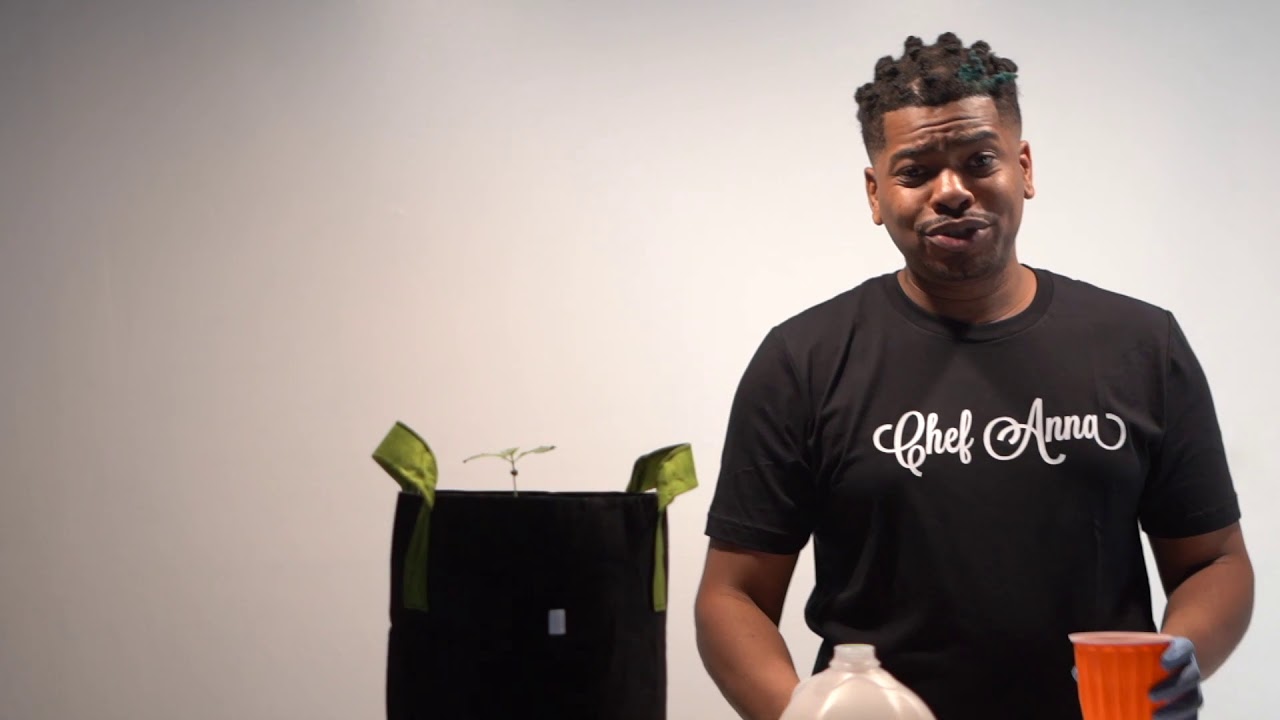 Autoflower Grow Series - The First Feed