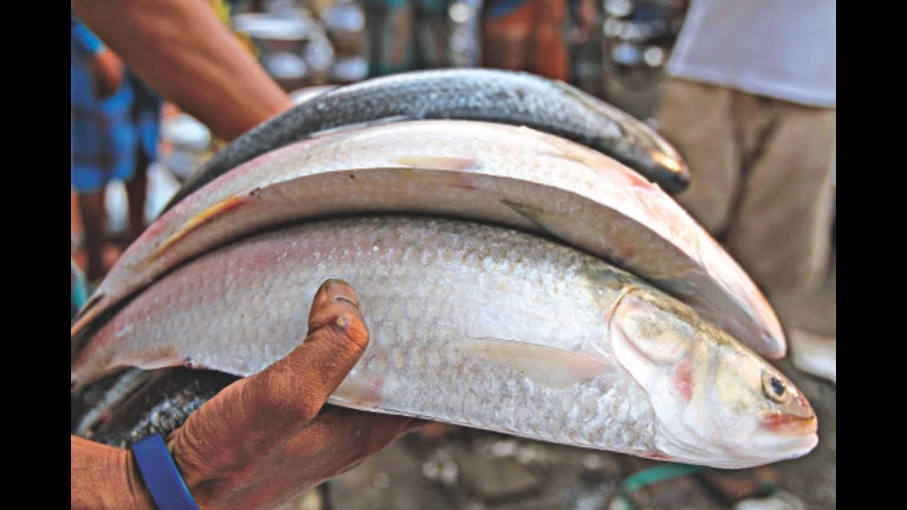 'Hilsa' fish now a certified patented product of Bangladesh
