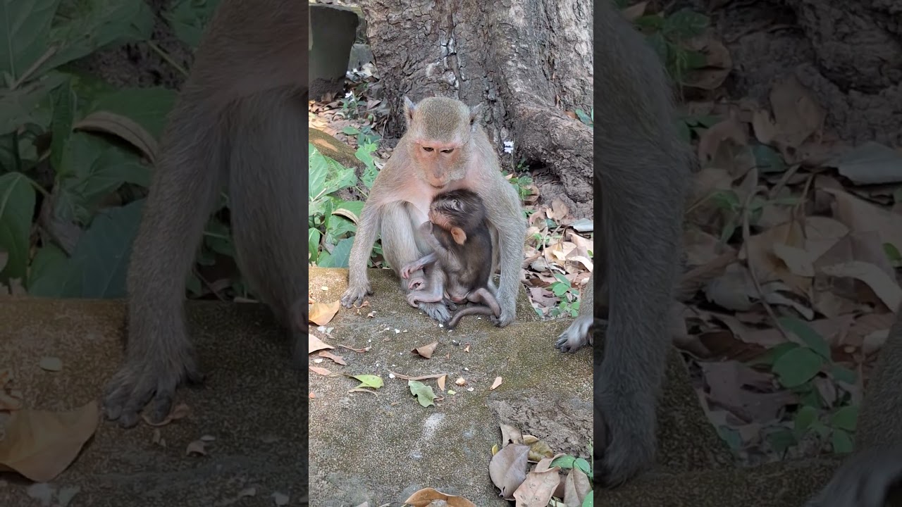 Angkor Monkey Family, 