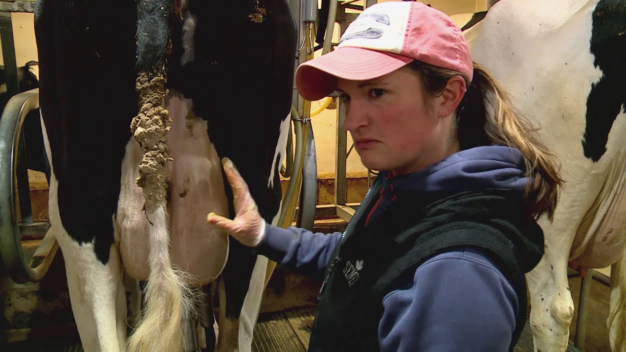 Maryland Farm & Harvest: Milk to Cheese