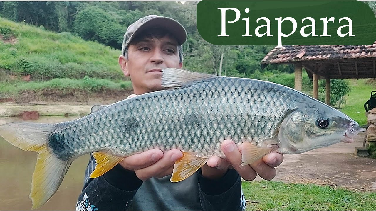 Piapara!! Conheça mais esta linda espécie.