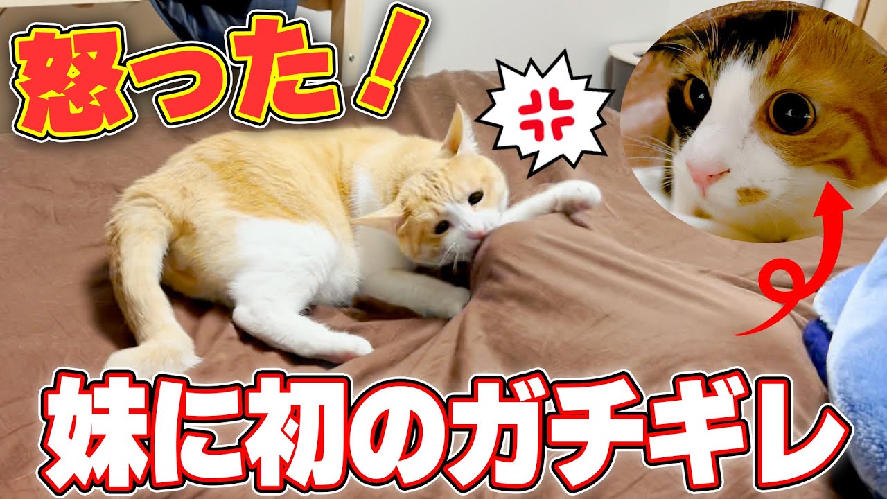 温厚だったロビンが妹にガチギレする事件が発生しました…