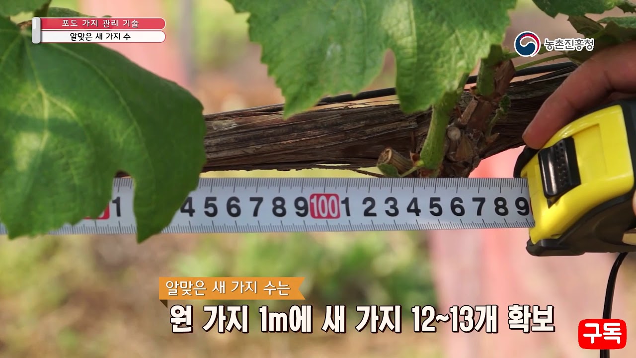 포도나무 가지치기 눈솎기 새가지유인 순지르기 배우기