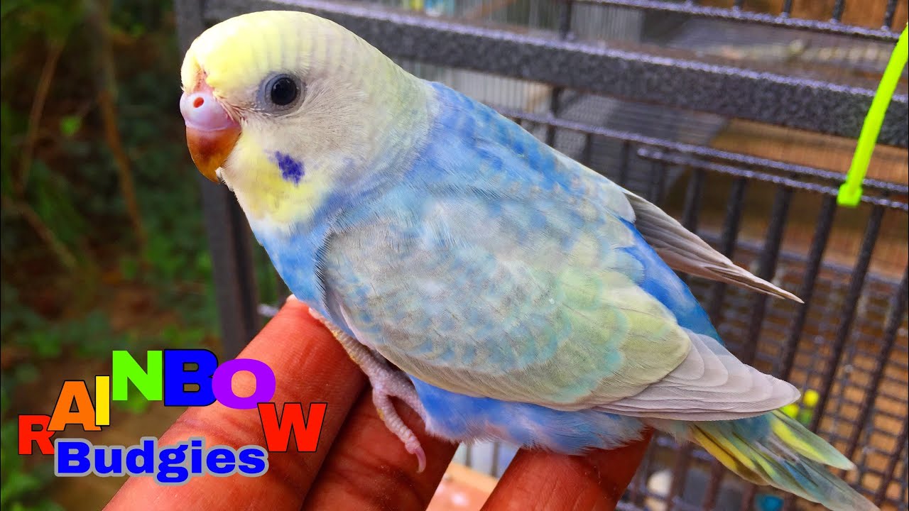 Nest Full Of Baby Rainbow Budgies