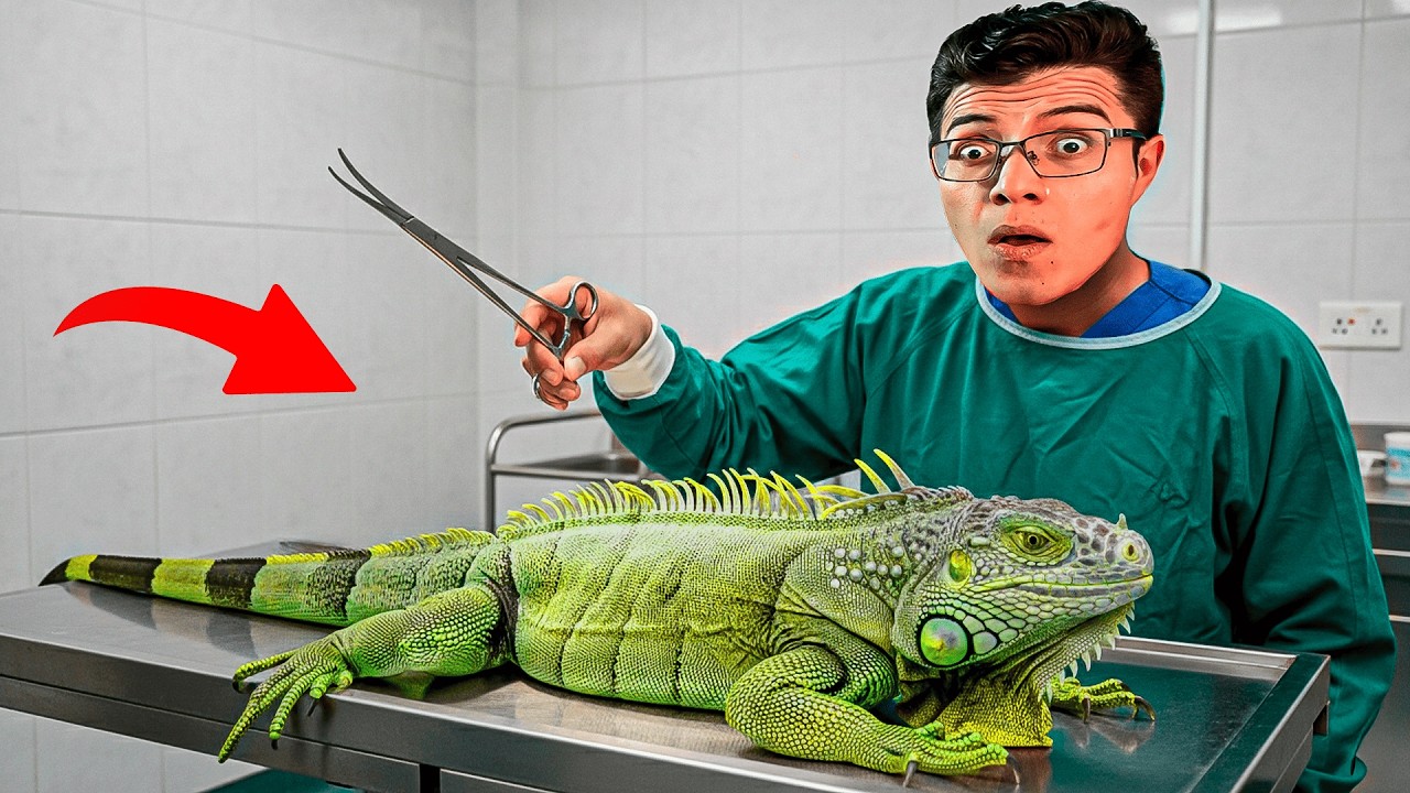 RESCATARON una IGUANA GIGANTE de 2 METROS 😱 en una Clínica de Animales Exóticos
