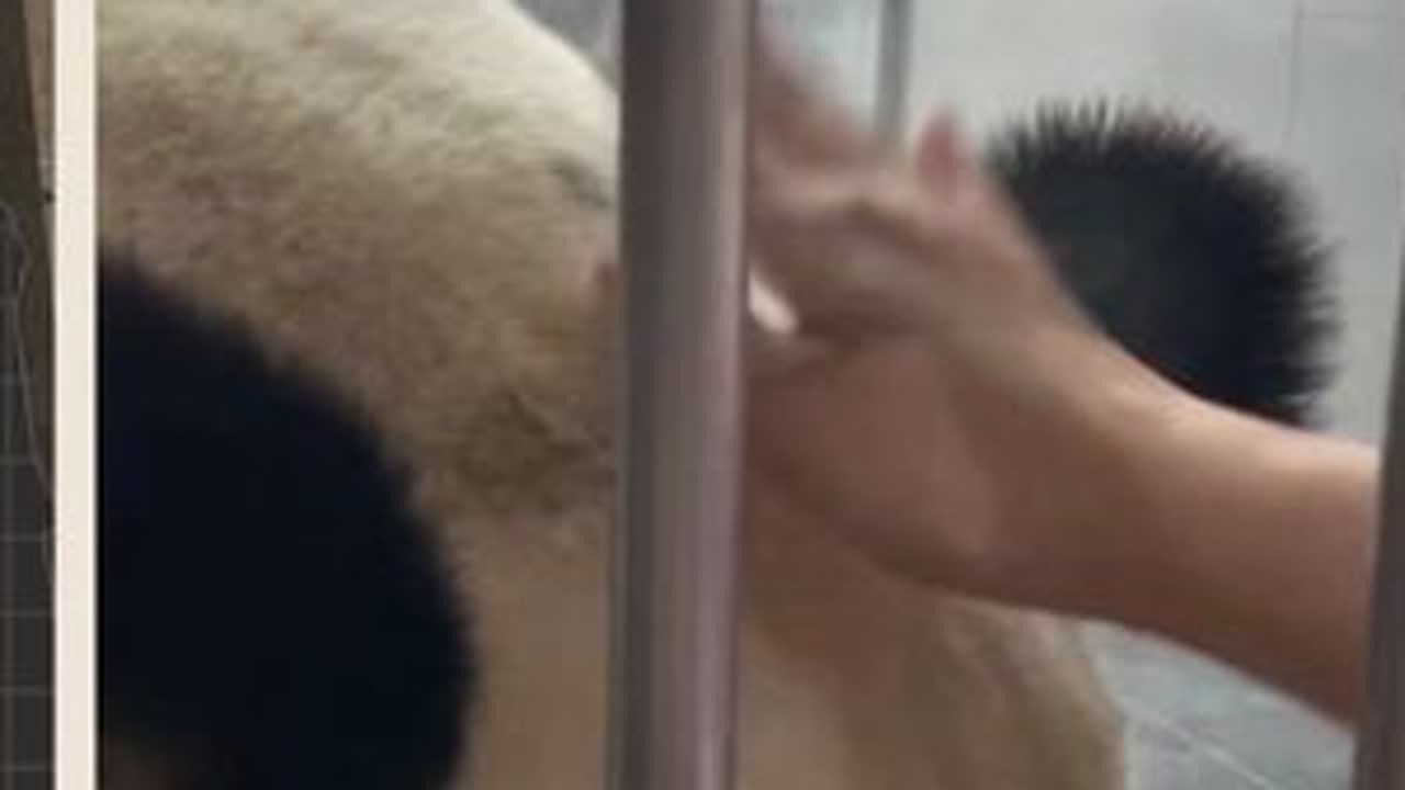 虎子：绝不让一句话掉在地上 可以给孩子报一个中文系的课上了#萌宠  #国宝熊猫 #金虎