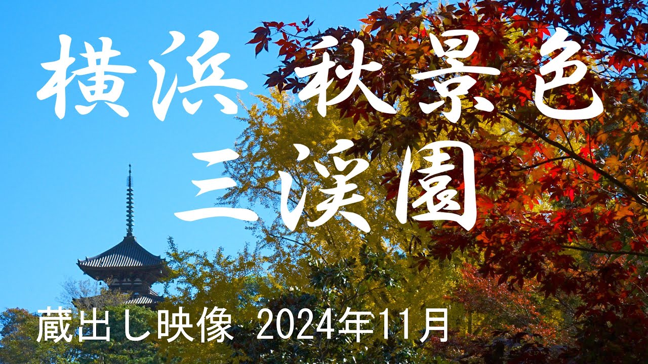 横浜 秋景色 「三渓園」蔵出し映像 2024.11.28 【4K】