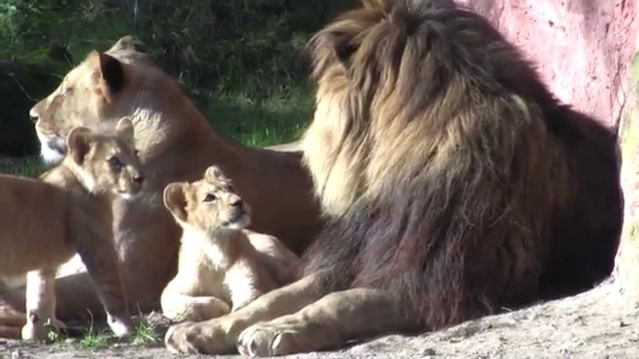 Löwen im Erlebnis-Zoo Hannover