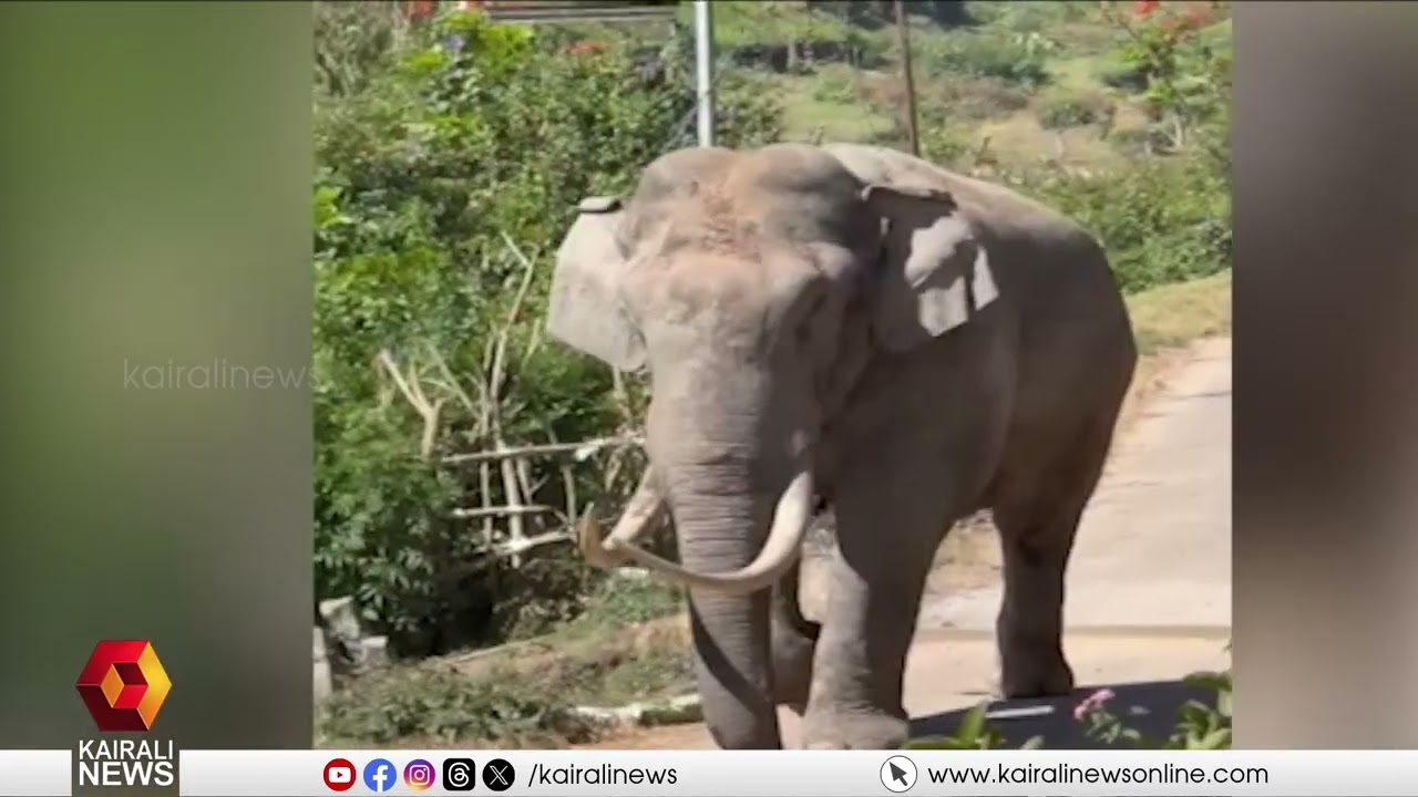 മൂന്നാറിൽ വീണ്ടും കാട്ടുകൊമ്പൻ പടയപ്പയുടെ പരാക്രമം | Wild Elephant Padayappa