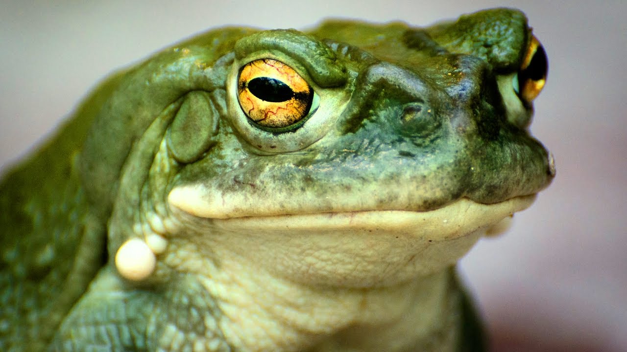 Факты о пустынной жабе: жаба реки Колорадо 🐸 Файлы с фактами о животных
