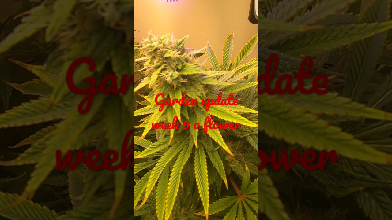 garden update week 9 of flower