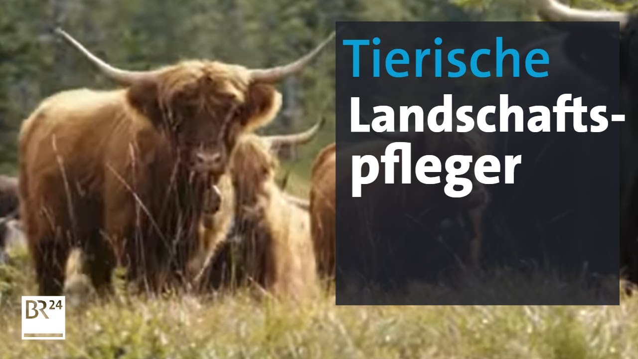 Vorarlberger Hochlandrinder im Allgäuer Moor | Abendschau | BR24