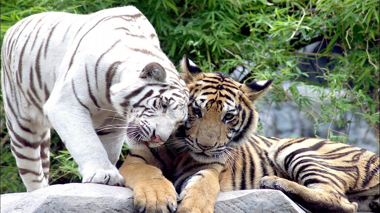 Tiger and Black Jaguar and White tiger cam. Zoo Live camera. Tiger. Animal cameras live stream.