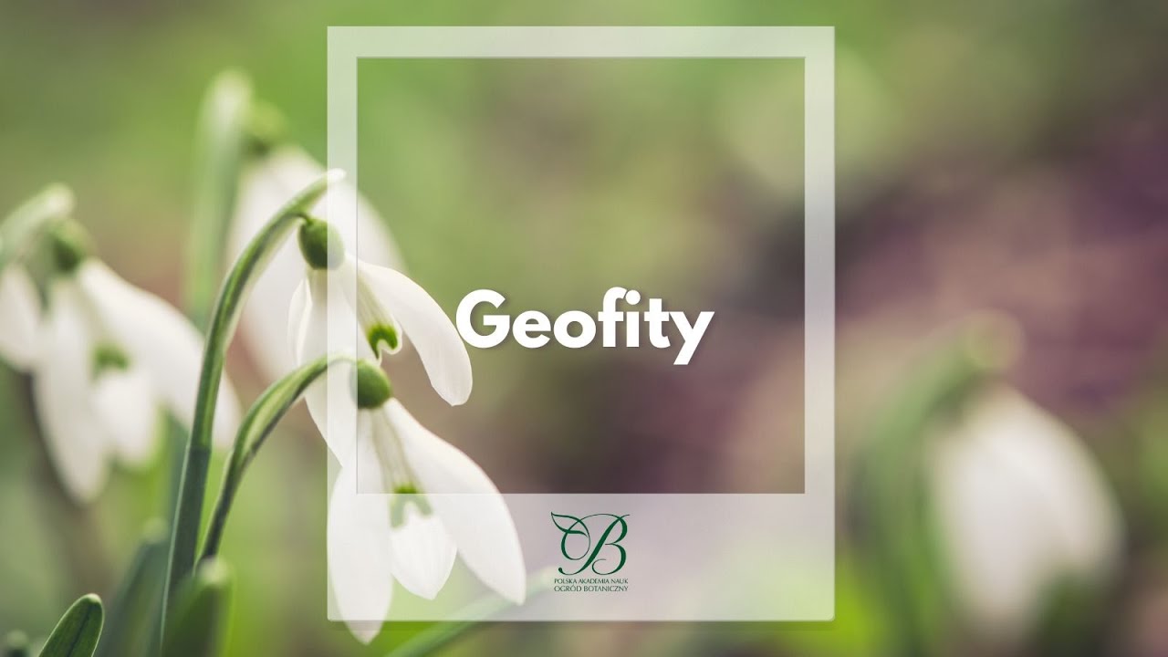 Geofity ✿ PAN Ogród