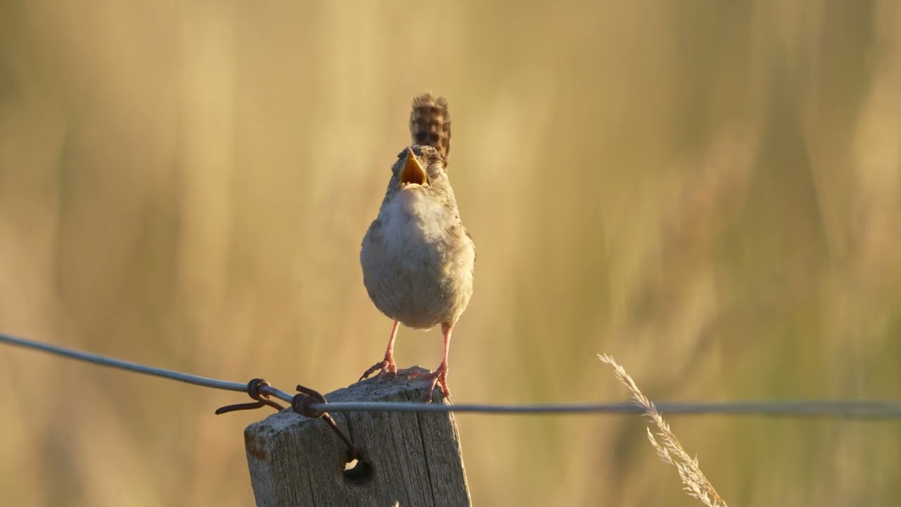 Le Troglodyte mignon, Plumage et chant