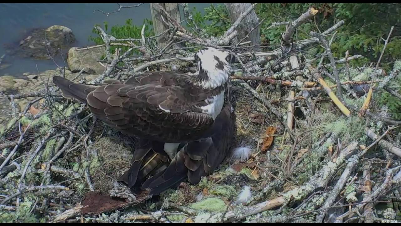 A good, soft landing pad! Hog Island Ospreys. 29 May 2016