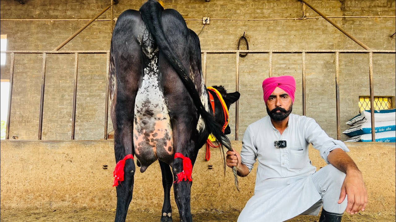 ਪਿੰਡ ਭਾਈਰੂਪਾ। ਫਾਰਮ ਚ ਇੱਕ ਤਾਜ਼ੀ ਸੂਈ ਗਾਂ 👌🏻ਤੇ ਚਾਰ ਗੱਬਣ ਗਾਵਾਂ 👌🏻🔥ਗਿਰਲੈਡੋ💎🔥ਘੱਟ ਰੇਟ 😱🔥Bawa dairy farm 
