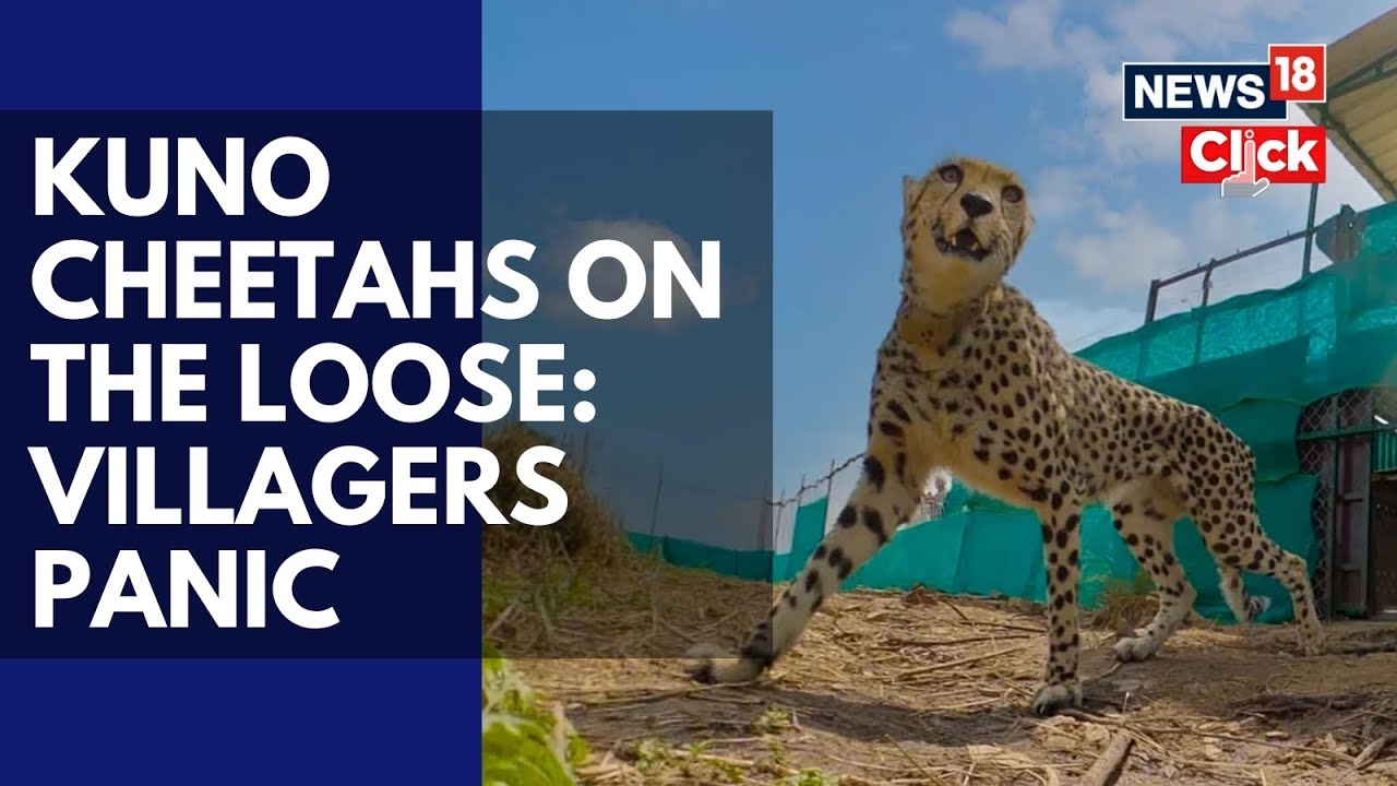 Seventeen African Cheetahs In Kuno National Park Have Been Released Into The Wild | N18V