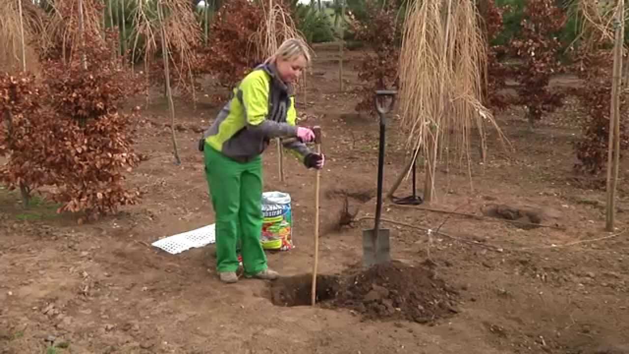 Jak zasadit ovocn&yacute; stromek